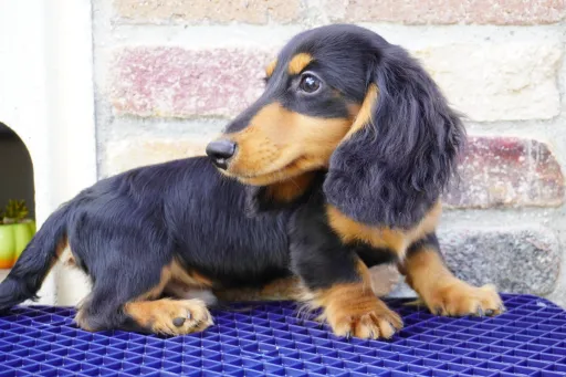 ダックスフンドの子犬販売