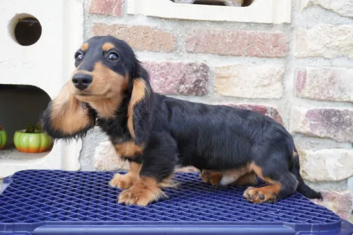 ダックスフンドの子犬販売