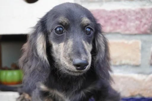 ダックスフンドの子犬販売