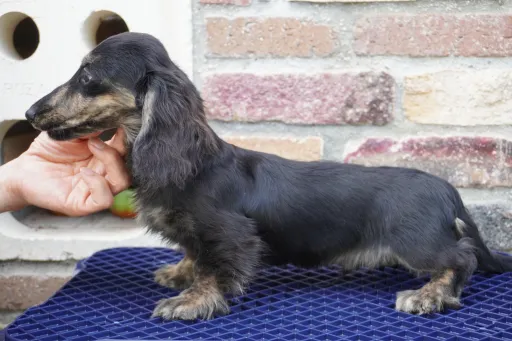 ダックスフンドの子犬販売
