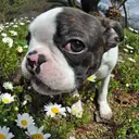 ボストンテリア
Boston Terrier076-4