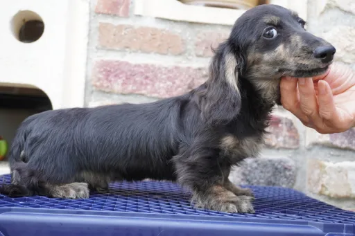 ダックスフンドの子犬販売
