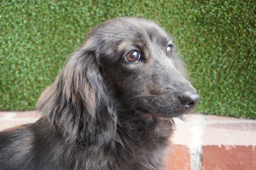 格安犬と里親募集犬の子犬販売