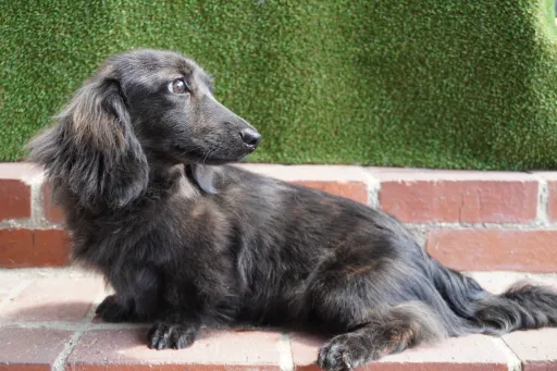 格安犬と里親募集犬の子犬販売