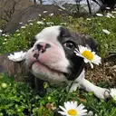 ボストンテリア
Boston Terrier076-3