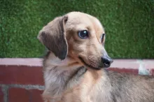 里親募集犬