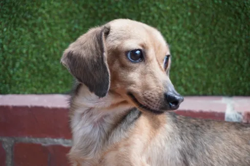 里親募集犬