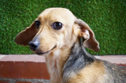 格安犬と里親募集犬の子犬販売