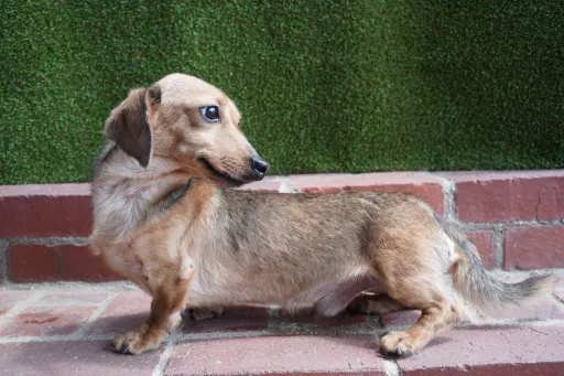 格安犬と里親募集犬の子犬販売