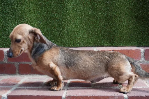 格安犬と里親募集犬の子犬販売