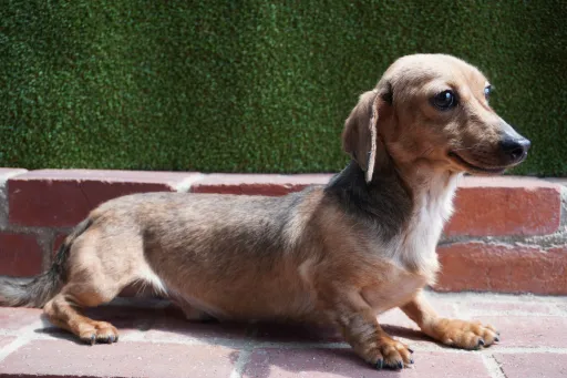 格安犬と里親募集犬の子犬販売