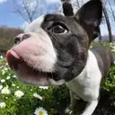 ボストンテリア
Boston Terrier076-2