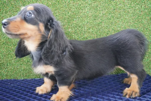 ダックスフンドの子犬販売