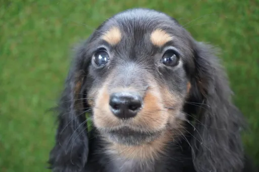 ダックスフンドの子犬販売
