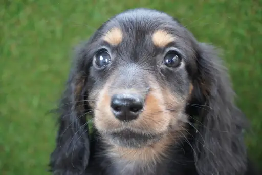 ダックスフンドの子犬販売