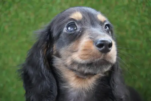 ミニチュア・ダックスフンド / ロングコートの拡大画像