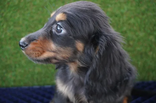 ダックスフンドの子犬販売