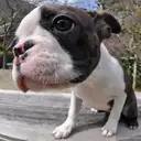 ボストンテリア
Boston Terrier076-1