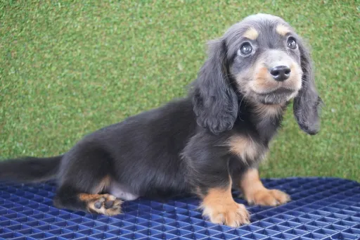 ダックスフンドの子犬販売