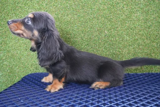 ダックスフンドの子犬販売