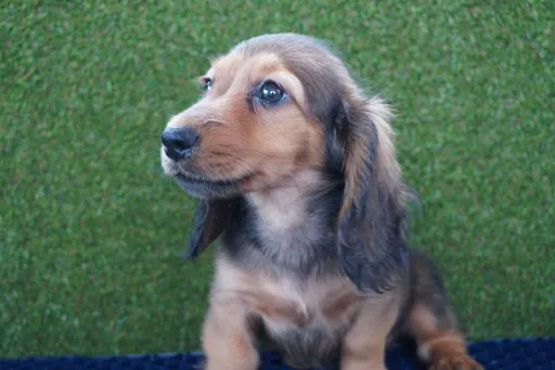 ダックスフンドの子犬販売
