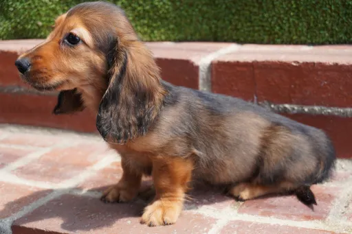 ダックスフンドの子犬販売
