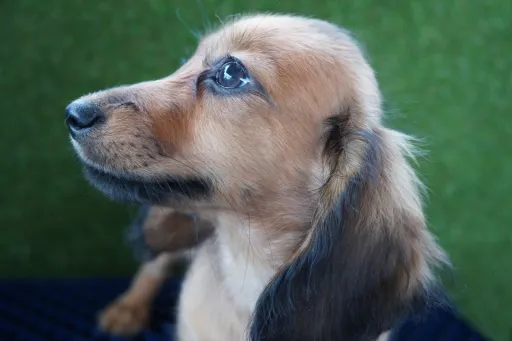 ダックスフンドの子犬販売