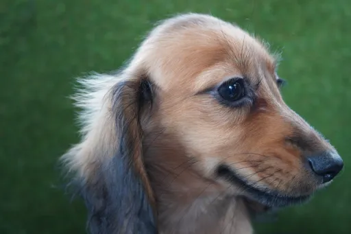 ダックスフンドの子犬販売