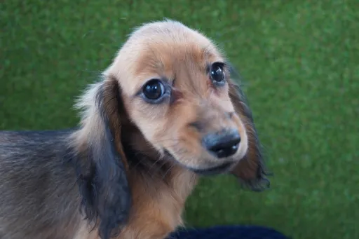 ダックスフンドの子犬販売