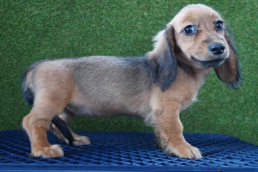 ダックスフンドの子犬販売