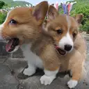 ウェルシュコーギー
Welsh Corgi-10