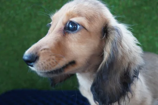 ダックスフンドの子犬販売