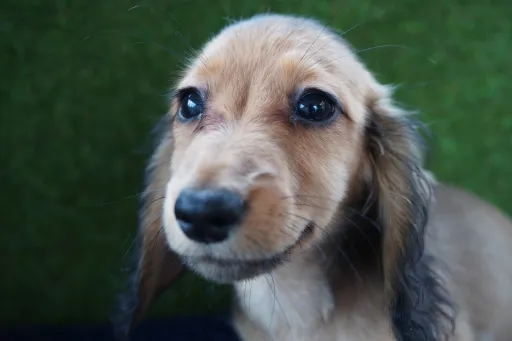 ダックスフンドの子犬販売