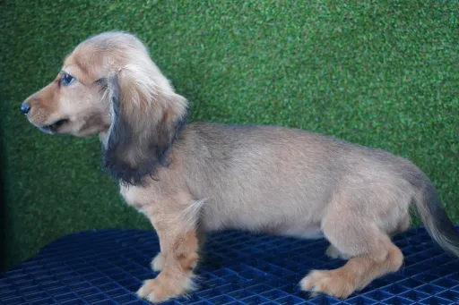 ダックスフンドの子犬販売