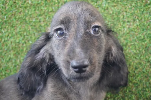 ダックスフンドの子犬販売