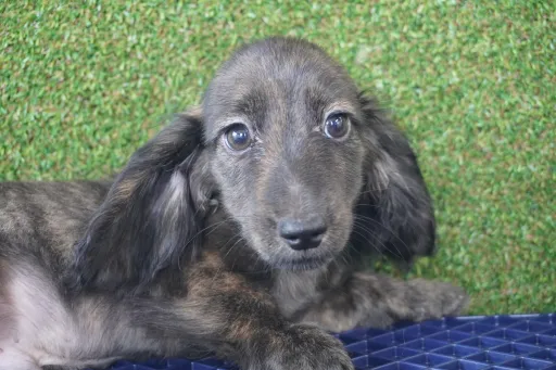 ダックスフンドの子犬販売
