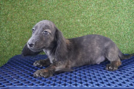 ダックスフンドの子犬販売