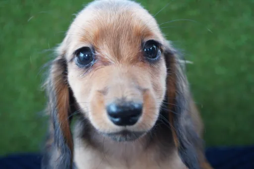 ダックスフンドの子犬販売