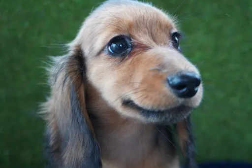 ダックスフンドの子犬販売