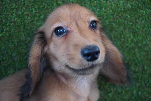 ダックスフンドの子犬販売