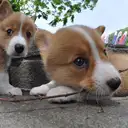 ウェルシュコーギー
Welsh Corgi-9