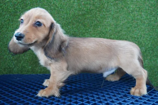 ダックスフンドの子犬販売