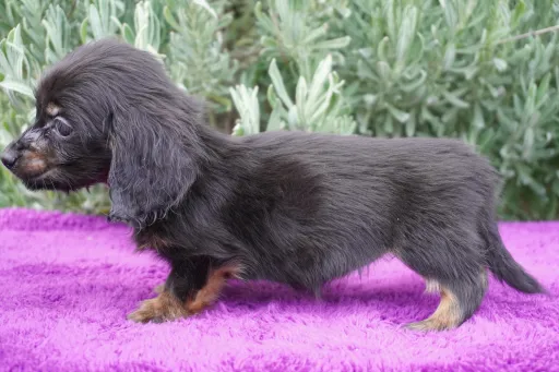 格安犬と里親募集犬の子犬販売