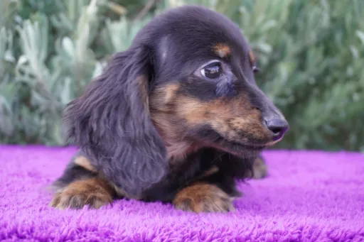 格安犬と里親募集犬の子犬販売