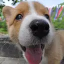 ウェルシュコーギー
Welsh Corgi335-8