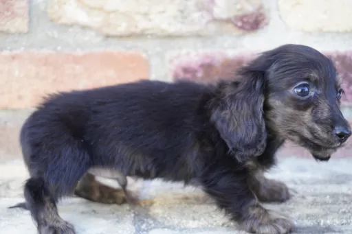 格安犬と里親募集犬の子犬販売