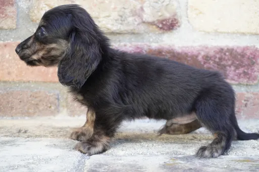格安犬と里親募集犬の子犬販売