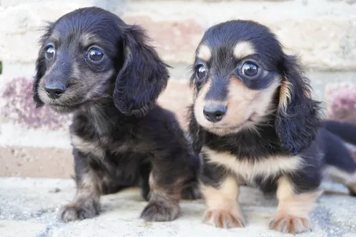 格安犬と里親募集犬の子犬販売