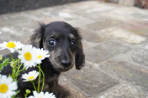 格安犬と里親募集犬の子犬販売