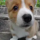 ウェルシュコーギー
Welsh Corgi335-7